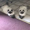 Male Himalayan kitten only