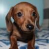 Miniature Dachshund Puppy READY TO GO!