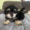 Puppies for sale