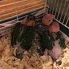 White Bellied Caiques