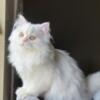 White Persian Cat for Rehome