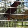 Young proven Solomon Island Eclectus hen available for $2,500