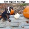 ***PRICE DROP***DOB 8/13/24 Female Olde English Bulldogge puppy. ***UPDATED PICS(Northern Michigan)