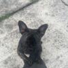 French Bulldog Female Hope