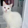 Odd Eye Albino Selkirk Rex (1 year old Female)