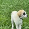 Price drop Great Pyrenees full blooded With badger markings. Puppies