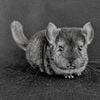 Beautiful Tamed Chinchillas for Sale