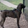 Cane Corso Mix Puppies Austin Tx