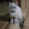 Cfa registered exotic shorthair 