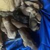 Pocket bully standard bully pups