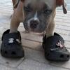 Bully’s 