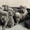 Blue Staffordshire Bull Terrier Pups