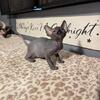 Sphynx Kittens