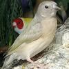 Gouldian finch for sale