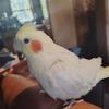 Cockatiel 
