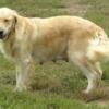 Charlotte, MI -  Taffy, AKC LIGHT Golden Retriever 5 yr old Female dog