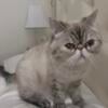 Female Persian NEEDS HOME ASAP