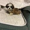 shih tzu puppies ready now  purebred   $650