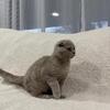 Scottish Fold Cats