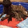 English Mastiff puppies