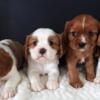 Cavalier King Charles Spaniel Puppies AKC (Lori's)