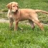 Female yellow lab fir sale