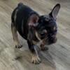 Best AKC Registered French Bulldogs