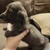 Miniature Longhair Dachshund