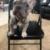 Female french bulldogs