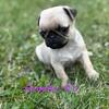 Purebred Pug puppies