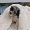 F1B Cavapoo Puppies Available