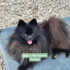 Neutered Pomeranians AKC REDUCED