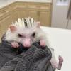 Hedgehog Female