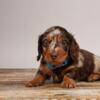 Our Maisey's Puppies (Miniature Dachshund Puppies)