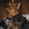 ISO Male Yorkie Stud