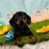 Miniature Dachshund Puppy - Short Haired