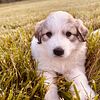 Great Pyrenees Puppies