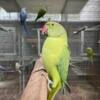 Green Opaline Indian Ringneck