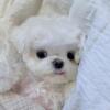 Show Quality And Healthy Male Maltese Puppy For Sell