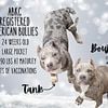 ABKC reg bullies