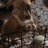 XXL Red lion Puppies 