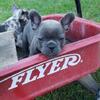 French Bulldog puppy - Slate