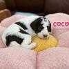 Dark Brown Tricolor Mini Poodle