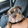 For Sale 16 wk old Blu Tri English bulldog