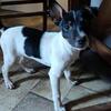 Jack Russel Terrier mixes