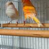Lot of canaries to choose from 