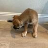 4 Gorgeous German Shepherd Puppies – Ready for Loving Homes! (3 Boys & 1 Girl)