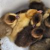 For Sale Baby Muscovy Ducks