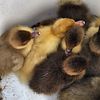 Baby Muscovy Ducks and  Big Females