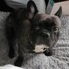Akc 5 year old female brindle Frenchie
